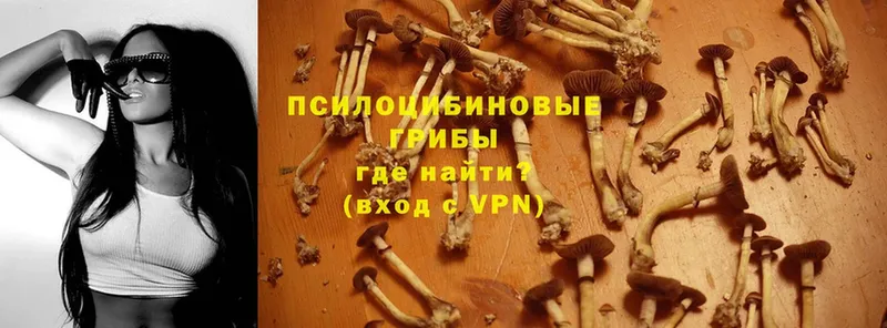 Псилоцибиновые грибы Psilocybine cubensis  где найти   Абаза 